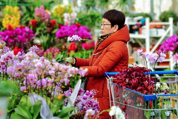Một phụ nữ chọn mua hoa lan ở chợ hoa thành phố Thanh Đảo, tỉnh Sơn Đông, Trung Quốc để về chưng Tết. 