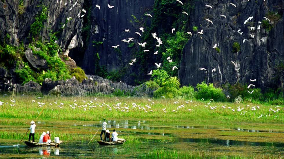 Vườn chim Thung Nham Ninh Bình thơ mộng, tươi đẹp.