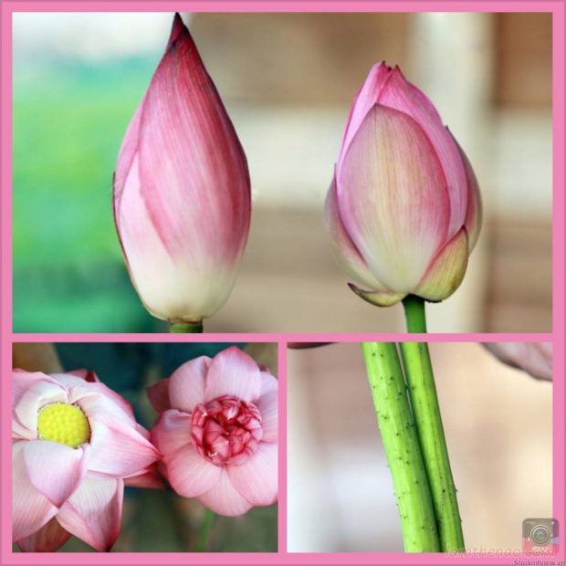 Cận cảnh hình dáng bên ngoài của hoa quỳ (bên trái) và hoa sen (bên phải) để người tiêu dùng dễ dàng phân biệt.