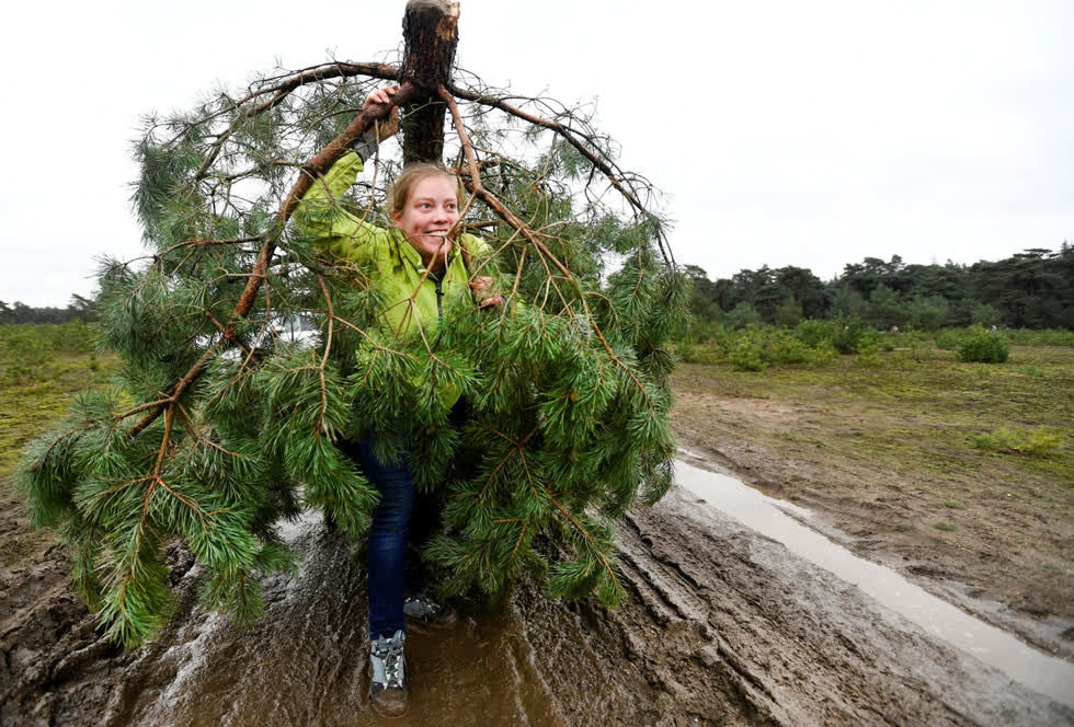 Một người phụ nữ mang cây Giáng sinh của mình tại Công viên quốc gia De Hoge Veluwe ở Otterlo, Hà Lan, vào ngày 7/12. Ảnh: Reuters.