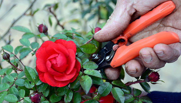 7 mẹo nhỏ giúp bạn giữ hoa tươi lâu hơn trong ngày Tết
