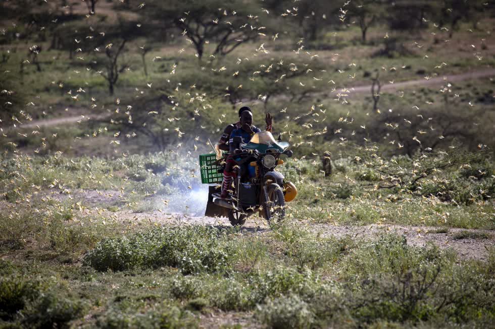 Một người đàn ông lái xe máy qua một đàn châu chấu sa mạc ở Lekiji, Samburu, kenya. Ảnh: EPA-EFE.