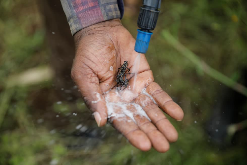Một người đàn ông phun thuốc trừ sâu hữu cơ lên cơ thể châu chấu để chứng minh tính hiệu quả của nó trong việc chống kai5 sự lây lancua3 chúng gần ngôi làng Riandira ở hạt Kirinyaga, Kenya. Ảnh: Reuters.