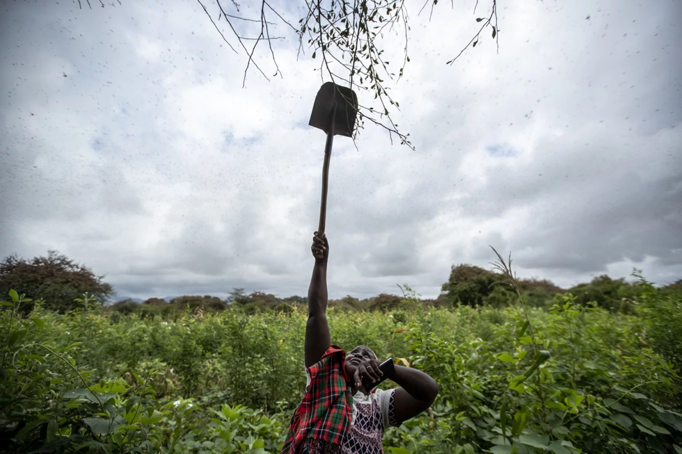 Nông dân Kanini Ndunda với một cái xẻng đang xua đàng châu chấu ra khỏi cây trồng của bà ở làng Katitika, hạt Kitui, Kenya.