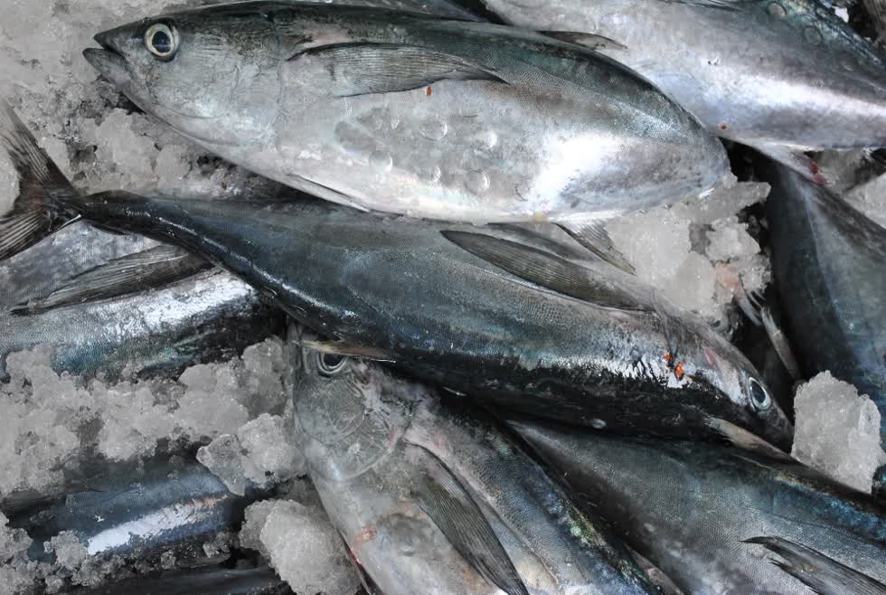 Năm 2020, xuất khẩu cá ngừ của Việt Nam tăng trưởng chậm do còn dính “thẻ vàng EU”.