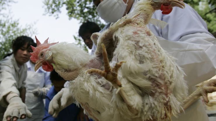 Hàng triệu con gà ở Trung Quốc có thể bị chết đói khi dịch virus corona lan rộng.