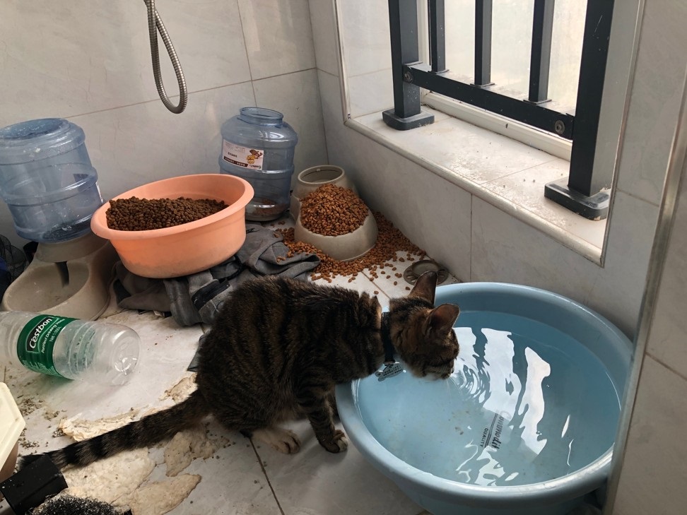   Một con mèo được các tình nguyện viên giải cứu. Ảnh: Vũ Hán Pet Life Online  