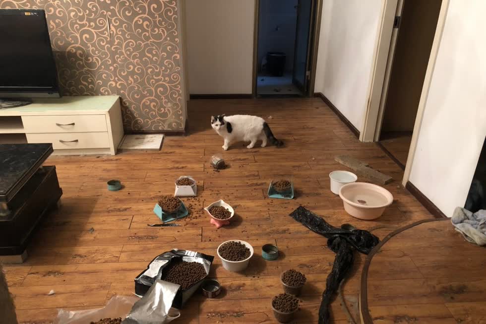   Một con mèo trong ngôi nhà ở Vũ Hán sau khi được các tình nguyện viên cứu, đã bỏ thức ăn và nước uống có thể kéo dài một tháng. Ảnh: Vũ Hán Pet Life Online.  