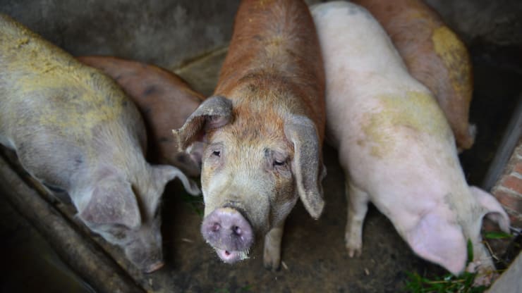 Giá thịt lợn ở Trung Quốc tăng 116% trong tháng 1