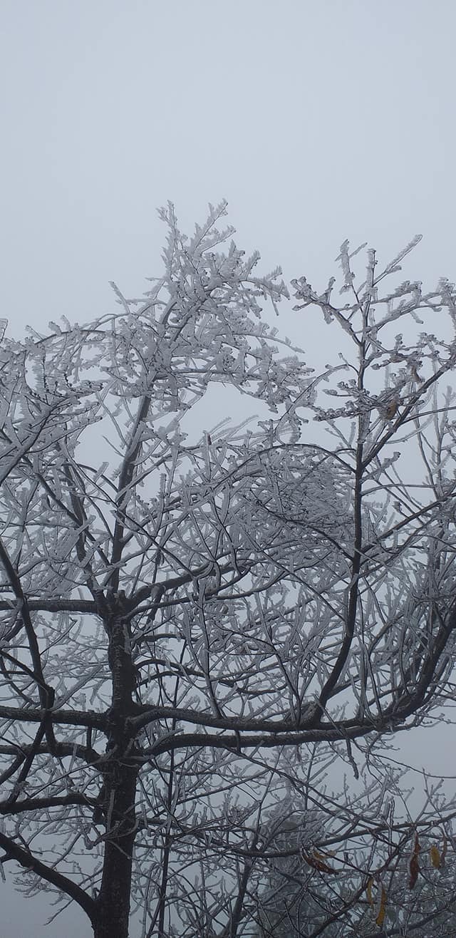 Những cành cây bị đóng băng dưới cái lạnh âm độ.