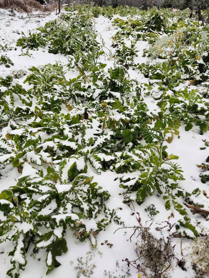 Tuyết rơi rất đẹp, thu hút nhiều khách du lịch nhưng người dân mong thời tiết giá rét sớm chấm dứt, để không gây thiệt hại đến cây trồng và vật nuôi của bà con.