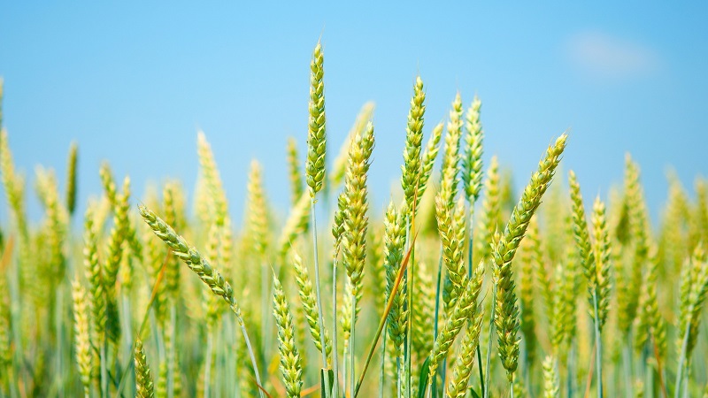 Nhập khẩu lúa mì từ Mỹ tháng 1 đột biến 113 lần.