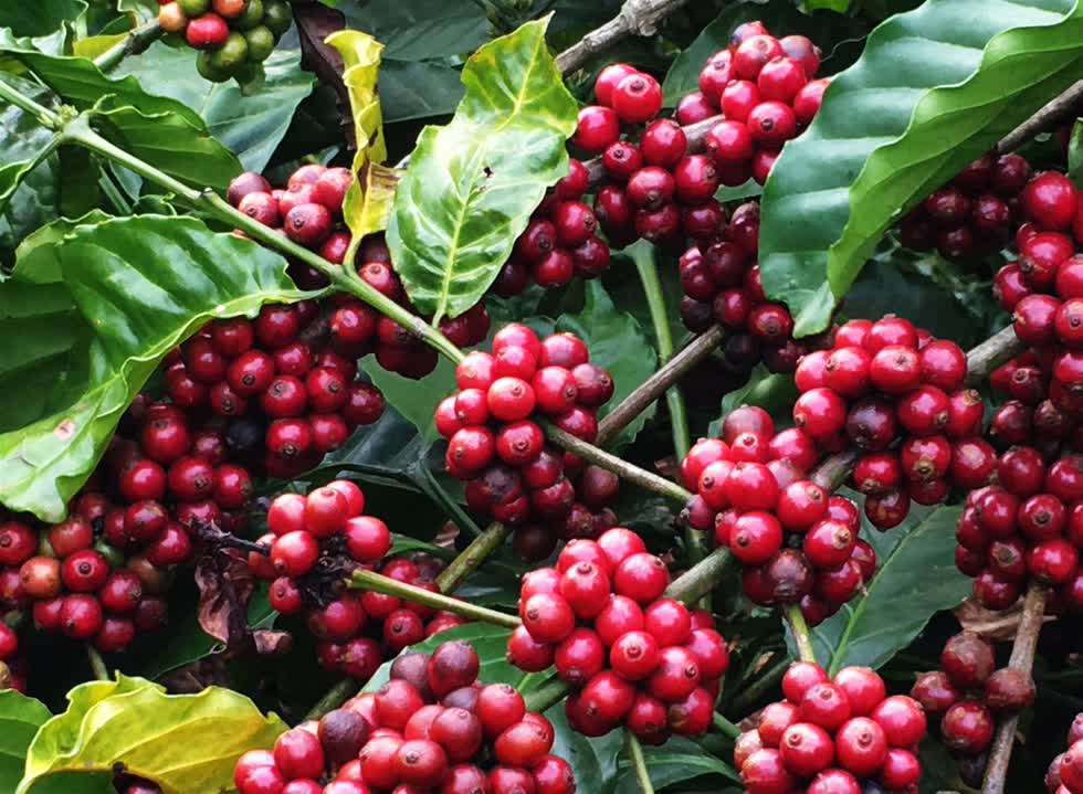 Giá cà phê Tây Nguyên giảm còn 31.100 đồng/kg