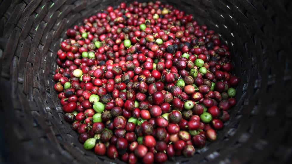 Giảm 100 đồng, giá cà phê Đắk Lắk cao nhất vùng với 33.000 đồng/kg