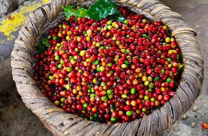 Giao dịch giá cà phê biến động trái chiều, cà phê Tây Nguyên giảm 200 đồng/kg