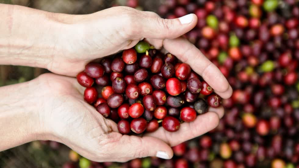 Giá cà phê Tây nguyên giảm còn 31.000 đồng/kg