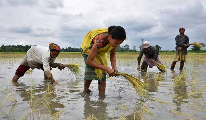   Lần đầu tiên sau nhiều thập kỷ, Việt Nam nhập khẩu gạo từ Ấn Độ. Ảnh minh họa.  