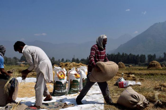 Nông dân vùng ngoại ô Srinagar, bang Kashmiri thu hoạch lúa đóng bao ngày 22/9/2020. Ảnh: Reuters