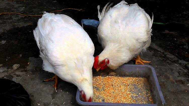 Giá gà trắng bán tại trang trại hiện chỉ còn 12.000-13.000 đồng/kg. Ảnh: GTV.