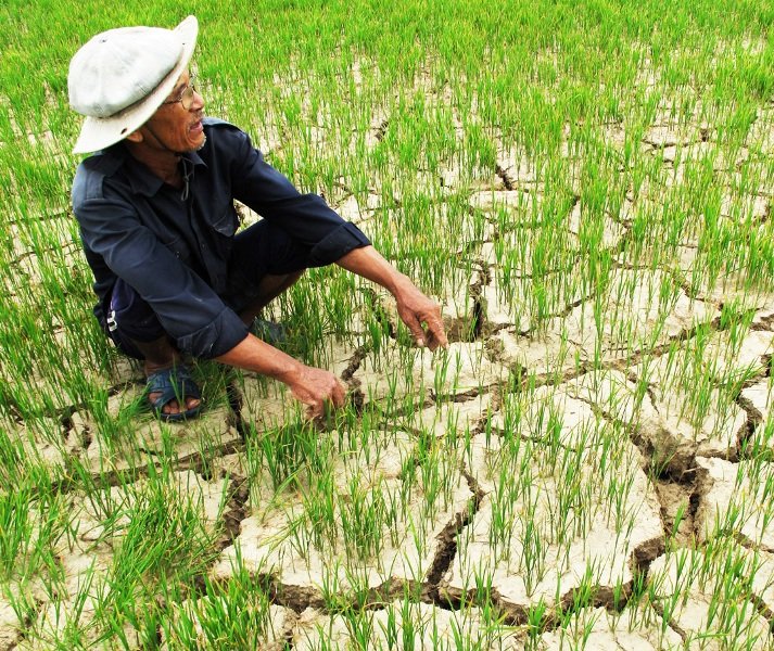 Giải pháp nào cho nền nông nghiệp Việt Nam khi thường xuyên đối mặt với những rủi ro về giá?