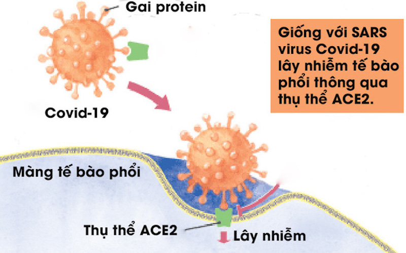 Virus COVID-19 tàn phá lá phổi bằng cách nào?