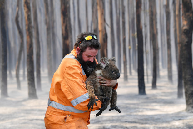 Người cứu hộ động vật hoang dã, Adelaide Simon Adamczyk, cố gắng cứu sống một con gấu túi tại khu rừng cháy gần Cape Borda trên Đảo Kangaroo. Ảnh: Reuters