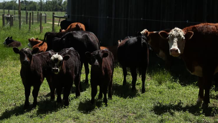Một đàn bò thịt trong trang trại ở Owings, Maryland. Ảnh: Getty