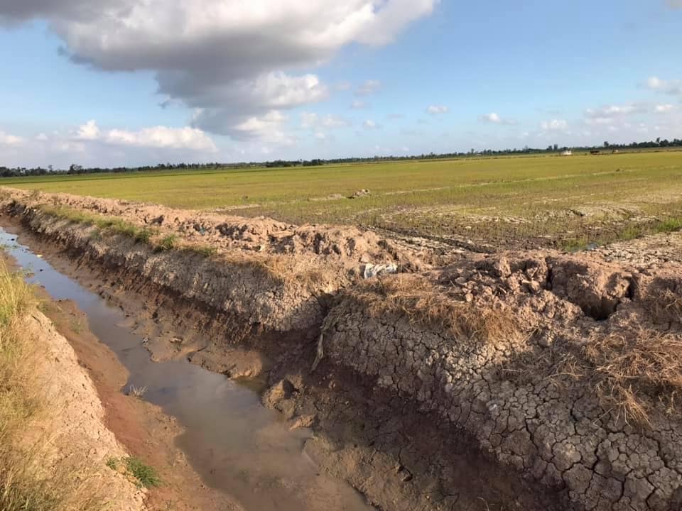 Hạn mặn đã gây thiệt hại trên 5.000 ha lúa Đông Xuân.