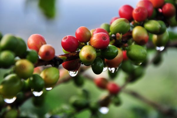 Giá cà phê trong nước và thế giới cùng giảm