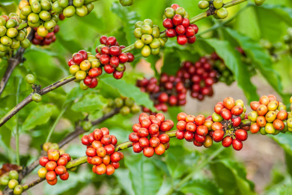 Giá cà phê Tây Nguyên liên tiếp giảm, nhiều nơi về dưới 32.000 đồng/kg
