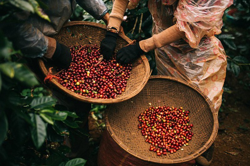 Giá cà phê thế giới hôm nay giảm nhẹ, cà phê Tây Nguyên giảm 200 đồng/kg.