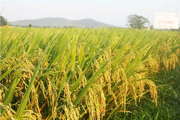 Giá gạo TP IR 504 hiện đạt mức cao nhất trong vòng 3 tháng qua.