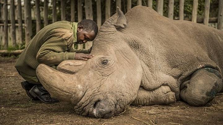 Google Doodle 20/12: Tưởng nhớ Sudan - Tê giác trắng đực cuối cùng