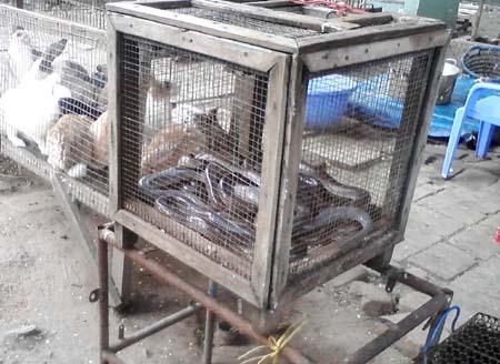 Rắn, mèo, thỏ được bày bán ở đường Hương Lộ 3, quận Bình Tân. 