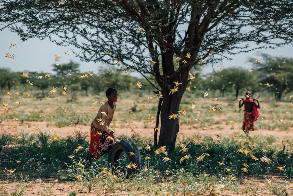 Laisamis, Kenya, ngày 8/2/2020. Kenya đã đối mặt với đợt bùng phát châu chấu sa mạc tồi tệ nhất trong 70 năm, đe dọa an ninh lương thực của hàng triệu người. Ảnh: Khadija Farah/The New York Times