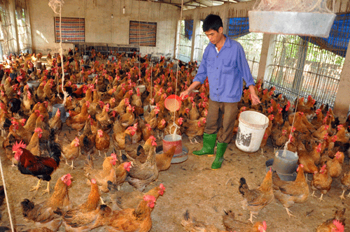Người nuôi gà vẫn đang lỗ 4.000-5.000 đồng/kg.