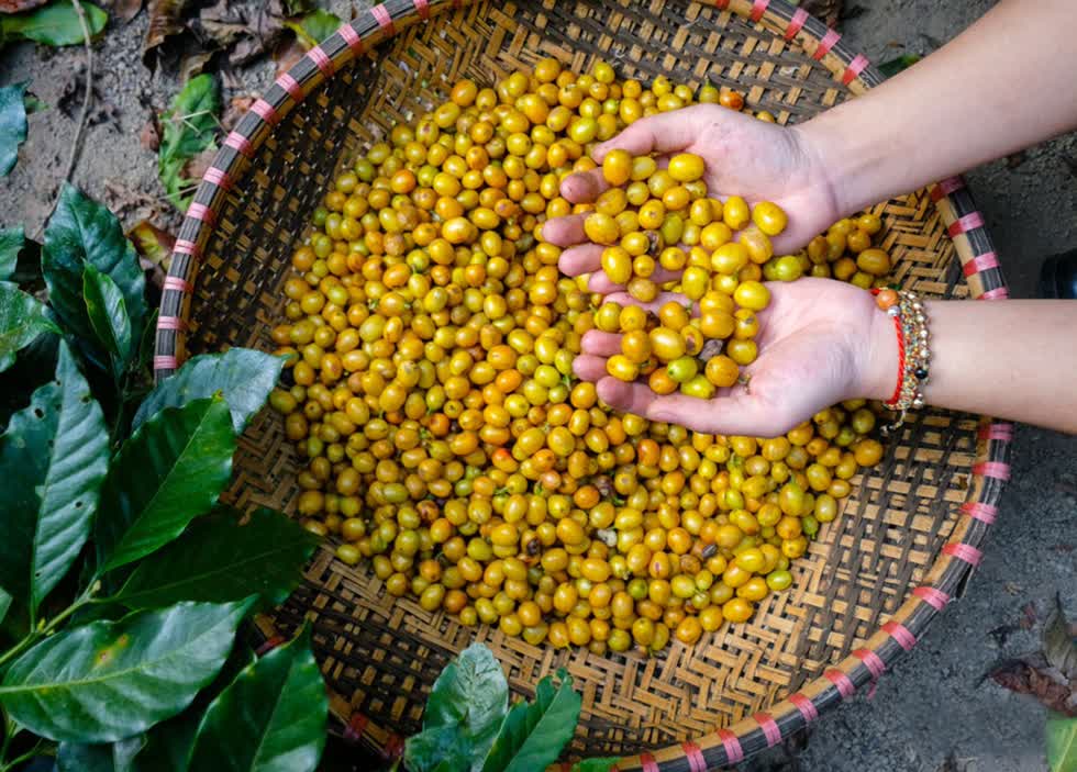 Cà phê Việt Nam vào cao điểm thu hoạch, giá thế giới giảm đồng loạt 