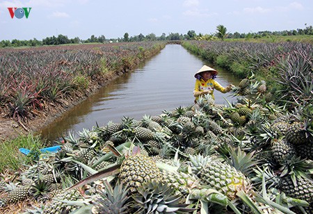 Gần 400hecta dứa nhiễm bệnh do hạn, mặn. Ảnh: VOV.