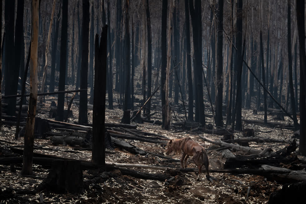 Rừng bang Bago, Úc, ngày 10/1/2020. Một con ngựa hoang bị mất nước và thiếu ăn sắp chết đói khi Úc chiến đấu với một trong những mùa cháy rừng tồi tệ nhất trong lịch sử. Ảnh: Matthew Abbott/The New York Times