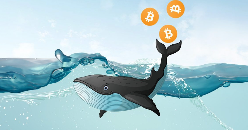   Số lượng cá voi Bitcoin đạt mức cao nhất 2, rất giống với thời điểm halving năm 2016.  