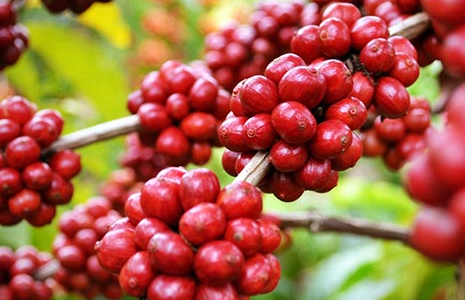 Doanh thu xuất khẩu cà phê Brazil tăng 6,1% trong tháng 3
