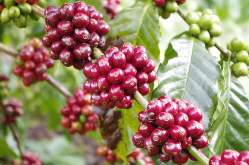 Giá cà phê Robusta giảm mạnh xuống mức 1.180 USD/tấn - mức thấp nhất tháng 3/2020