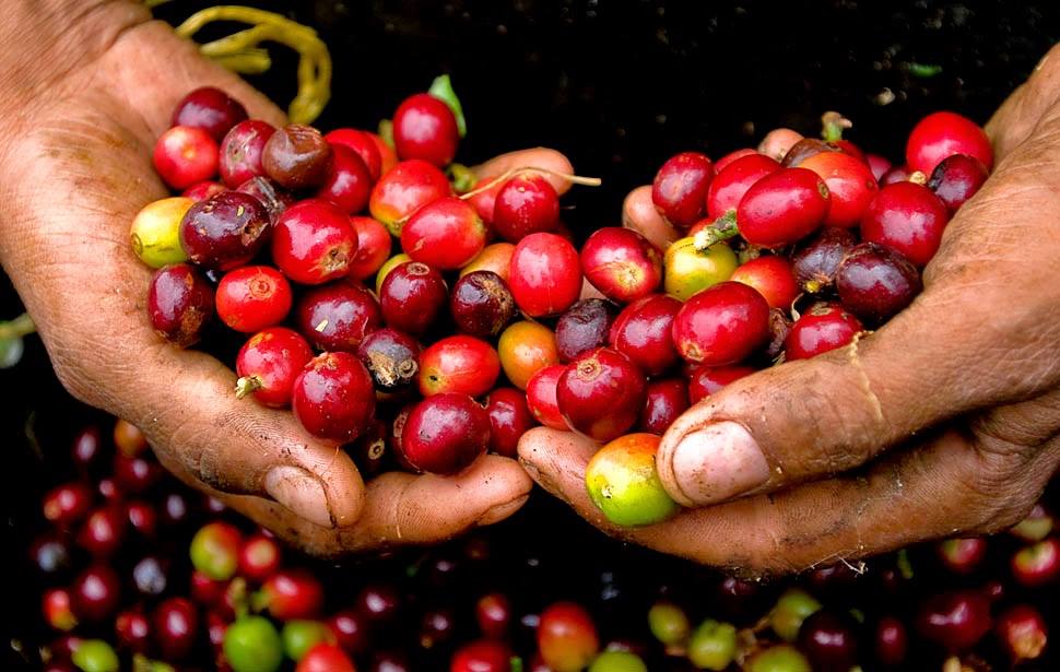 Giá cà phê giảm mạnh, Robusta rơi khỏi mức 1.240 USD/tấn