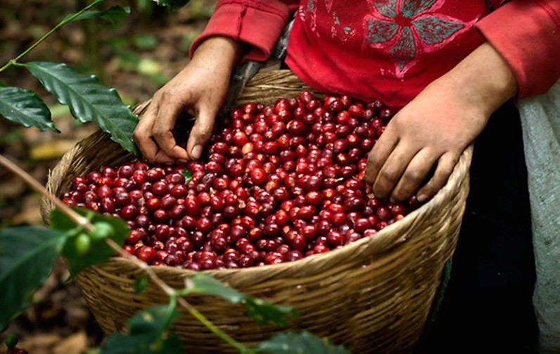 Giá cà phê thế giới quay đầu giảm, Robusta dưới mức 1.200 USD/tấn