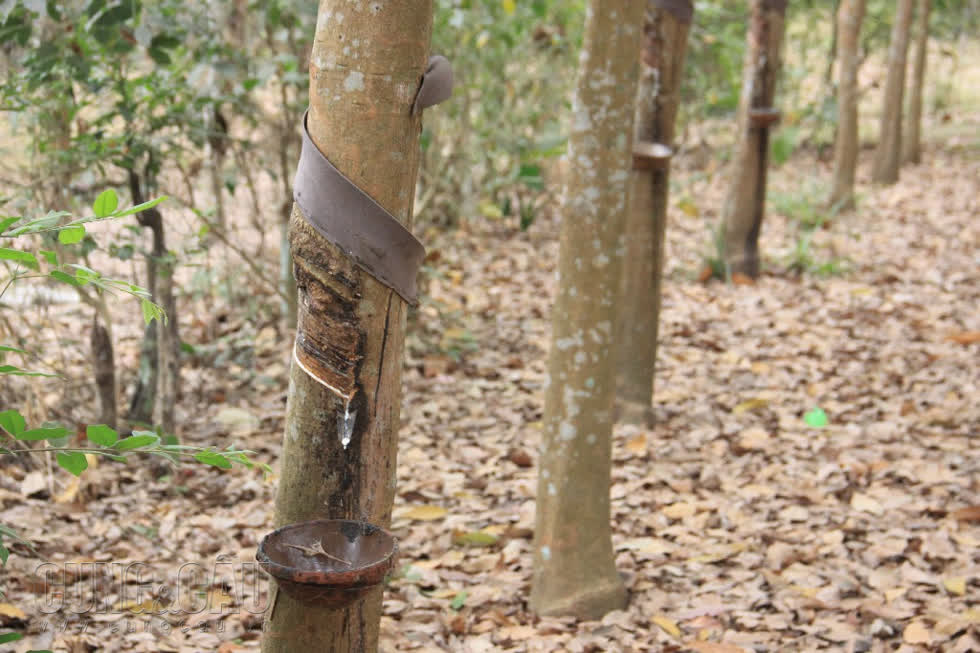 Giá cao su biến động trái chiều