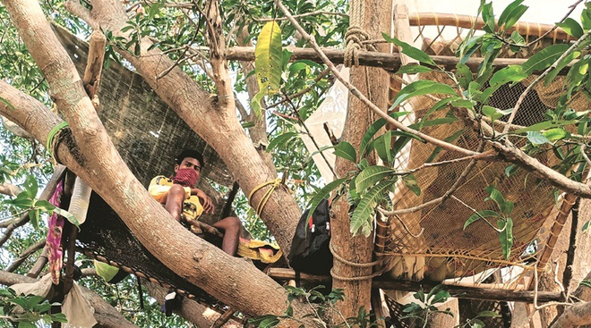 Trước đó cũng có một nhóm 7 người Ấn Độ tự cách ly trên cây để tránh lây virus. Ảnh: Indian Express.