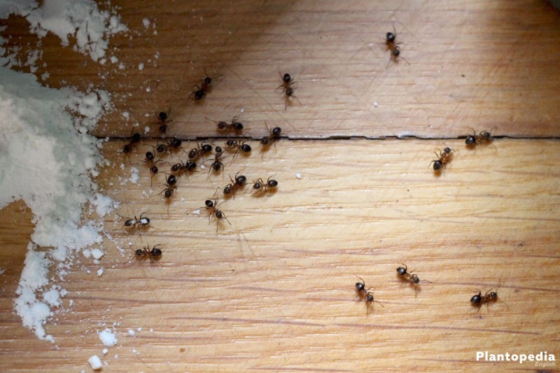Khi có mùi của bột mì, kiến sẽ không bén mảng tới.