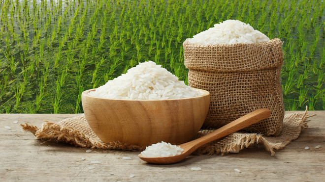 Giá lúa gạo trong nước hôm nay giữ ở mức cao, tấm IR 504 tăng giá