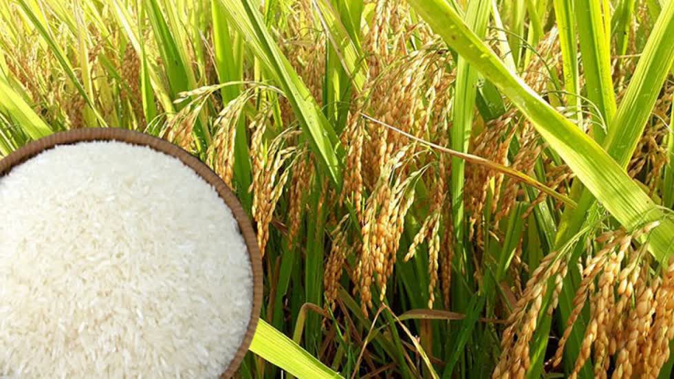 Chủng loại gạo TP IR 504, cám vàng tiếp tục tăng giá