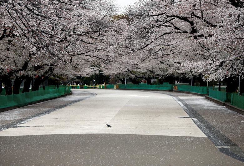 Một con chim bồ câu đi dạo tại một điểm ngắm hoa anh đào kín vào cuối tuần đầu tiên sau khi Thống đốc Tokyo Yuriko Koike kêu gọi cư dân Tokyo ở trong nhà tại công viên Ueno ở Tokyo, Nhật Bản ngày 28/3/2020.